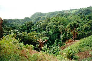 Rain Forrest